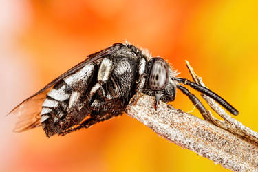 Resting Cuckoo Bee I