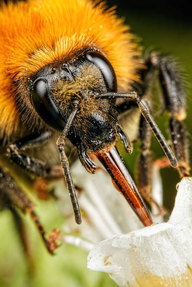 Bumblebee in Basil VI