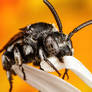 Lounging Cuckoo Bee