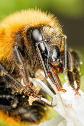 Bumblebee in Basil VIII