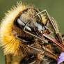 Bumblebee in Lavender II