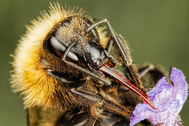 Bumblebee in Lavender II