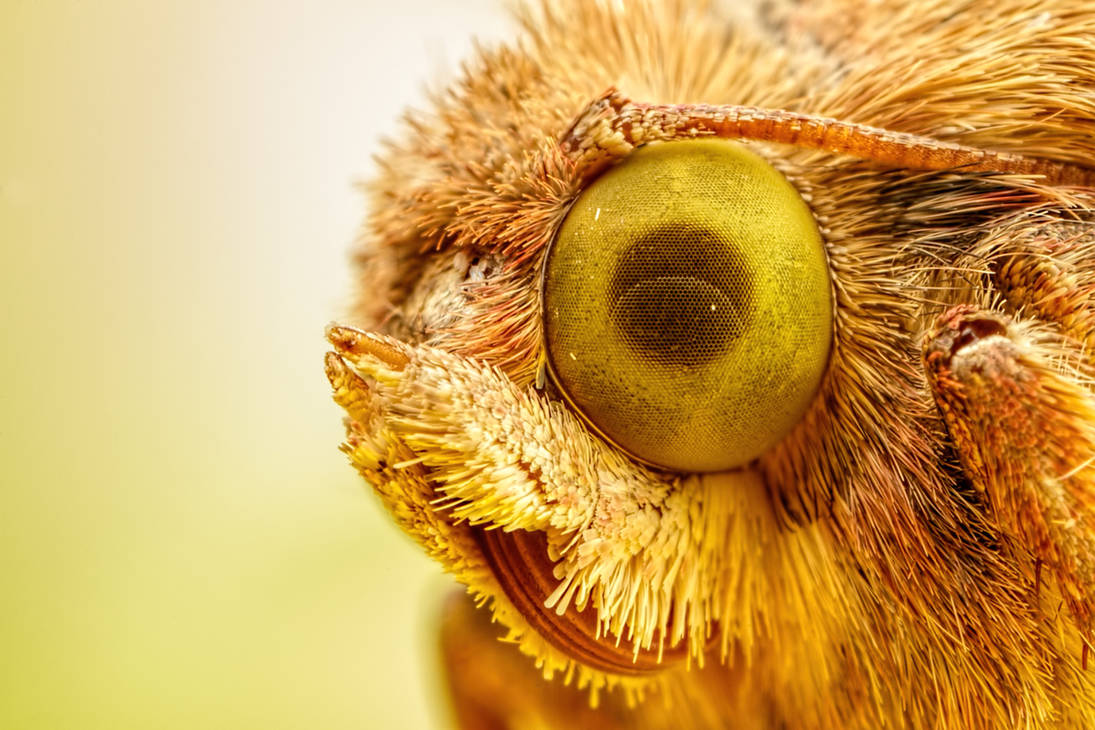 Moth 404 Moth at 4x by dalantech on DeviantArt