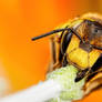 Sleeping Wool Carder Bee