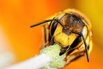 Sleeping Wool Carder Bee by dalantech