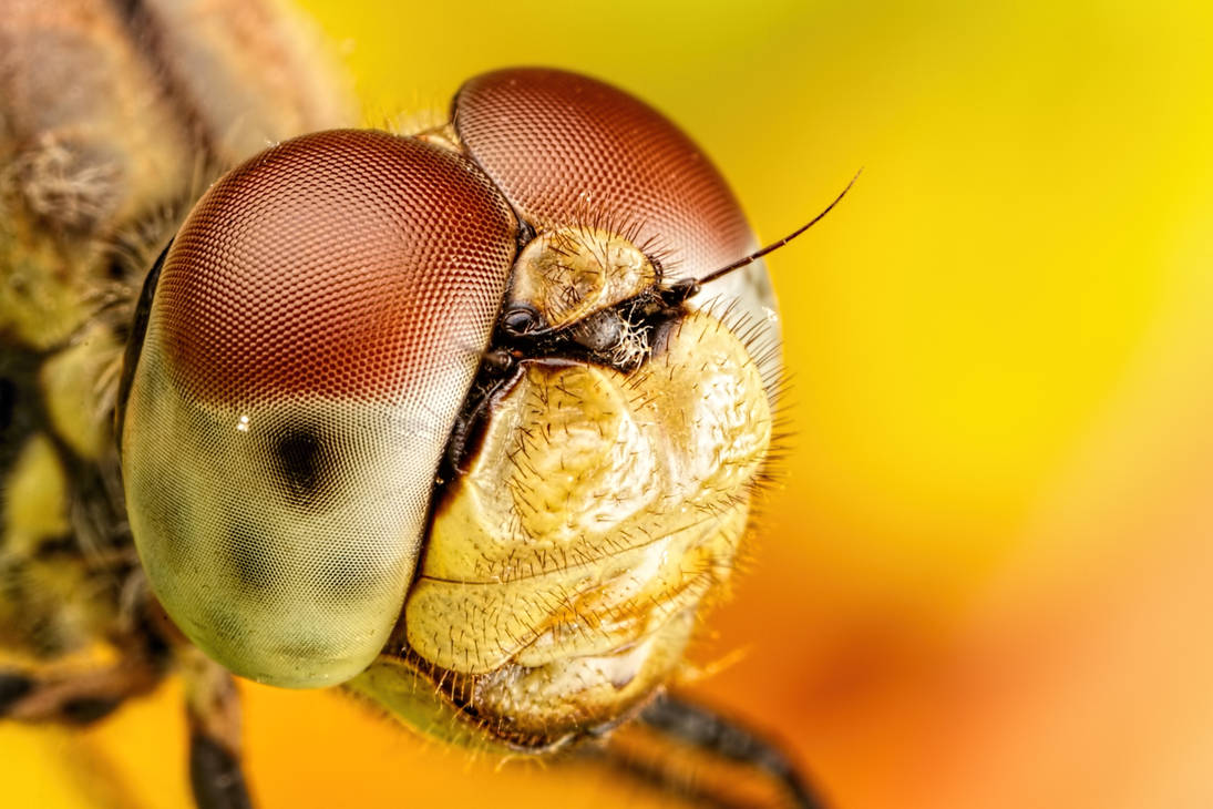 Dragonfly Portrait I by dalantech