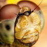 Dragonfly Portrait II