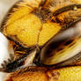 Wool Carder Bee Portrait II