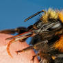 Finger Fed Bumblebee