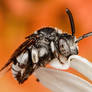 Sleeping Cuckoo Bee