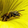 Sweat Bee in a Sour Grass Flower II