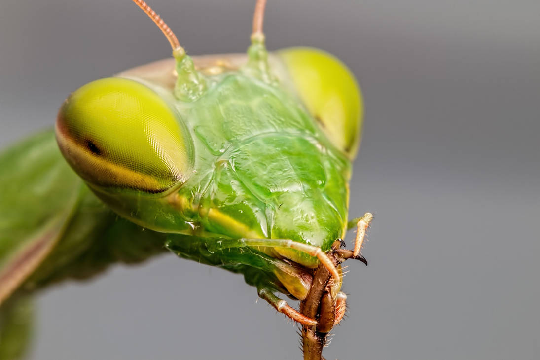 Mantis Maintenance by dalantech