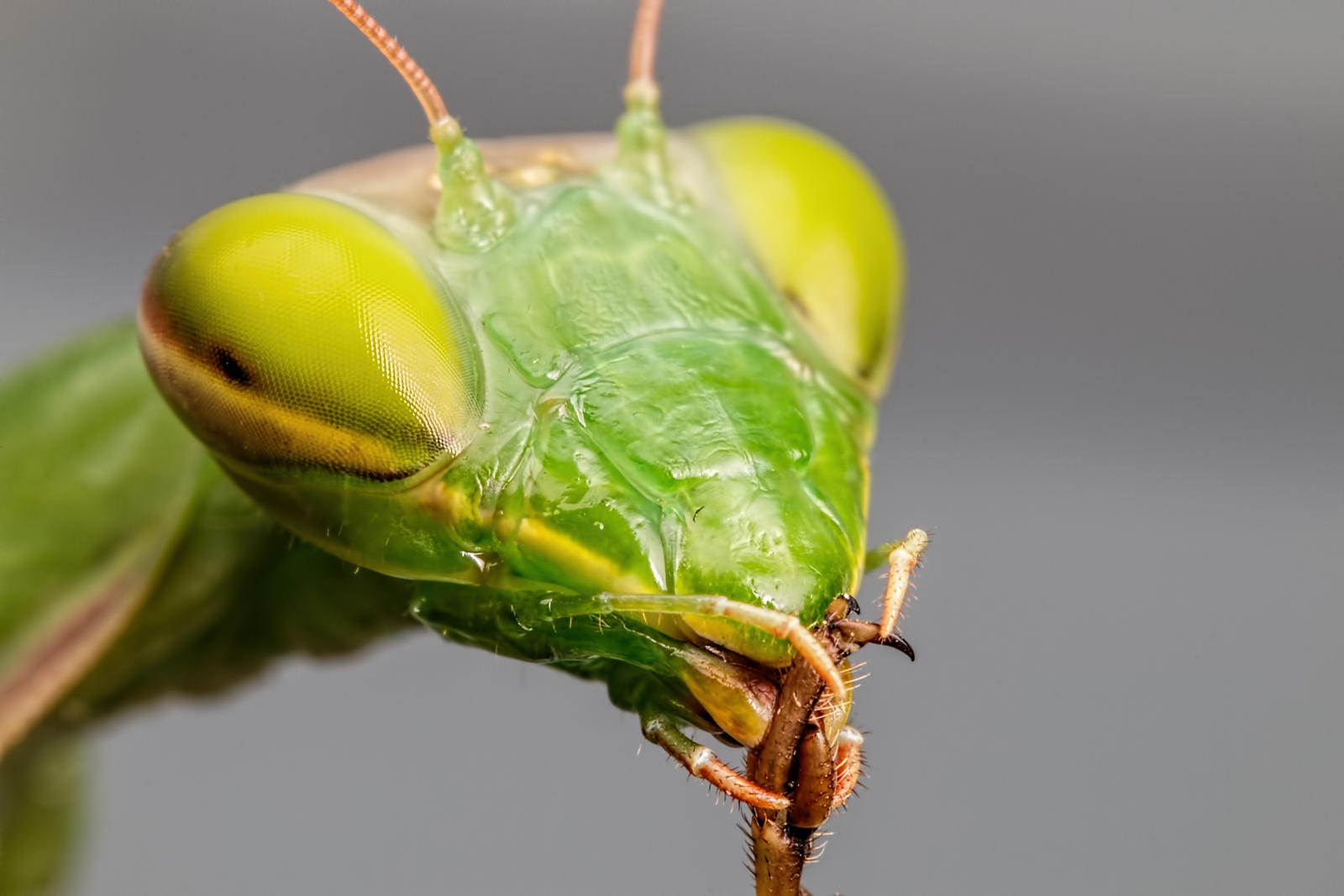 Mantis Maintenance