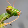 Mantis Maintenance II