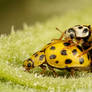 Mating Ladybugs II