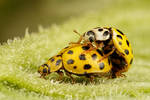 Mating Ladybugs II
