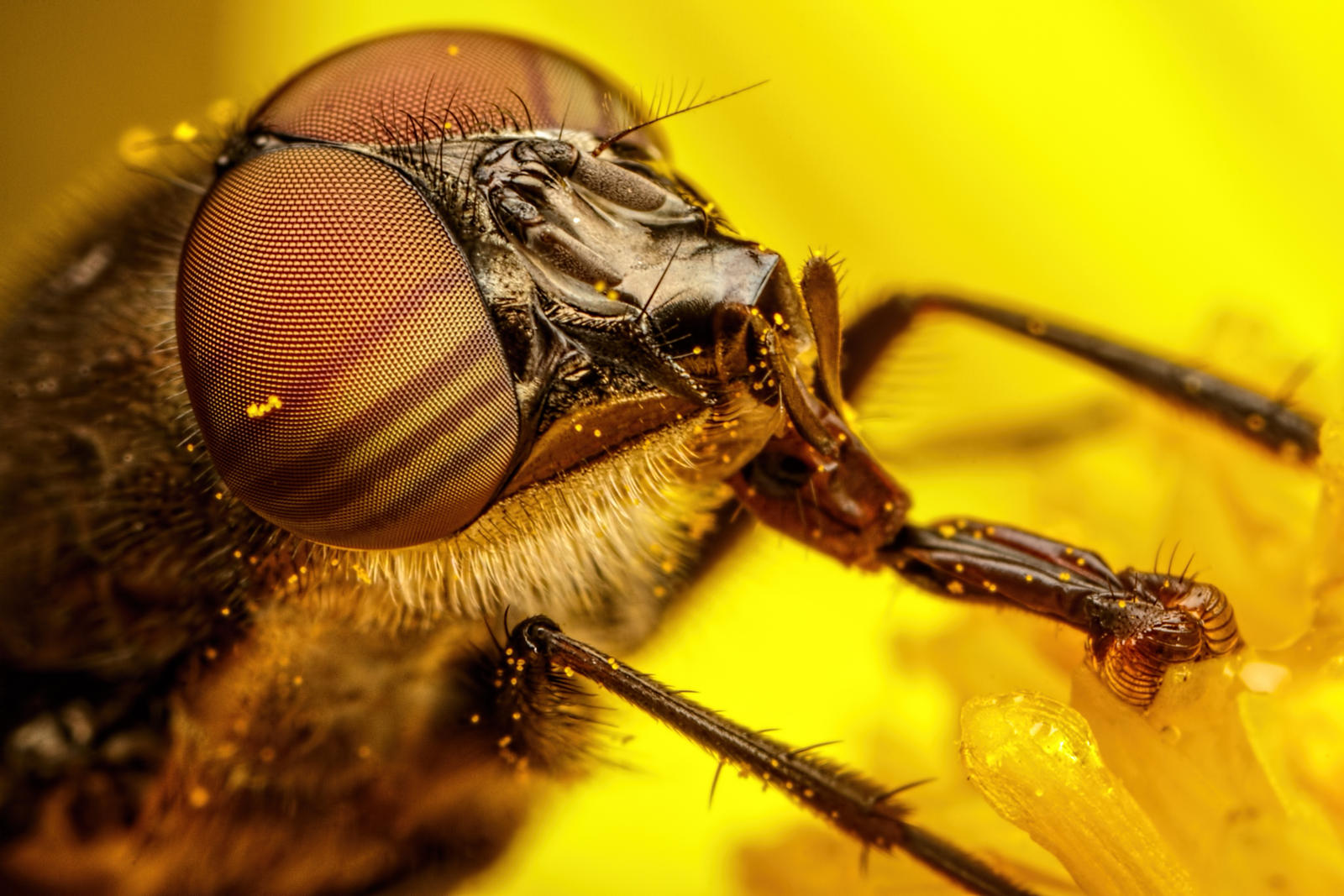 Feeding Fly