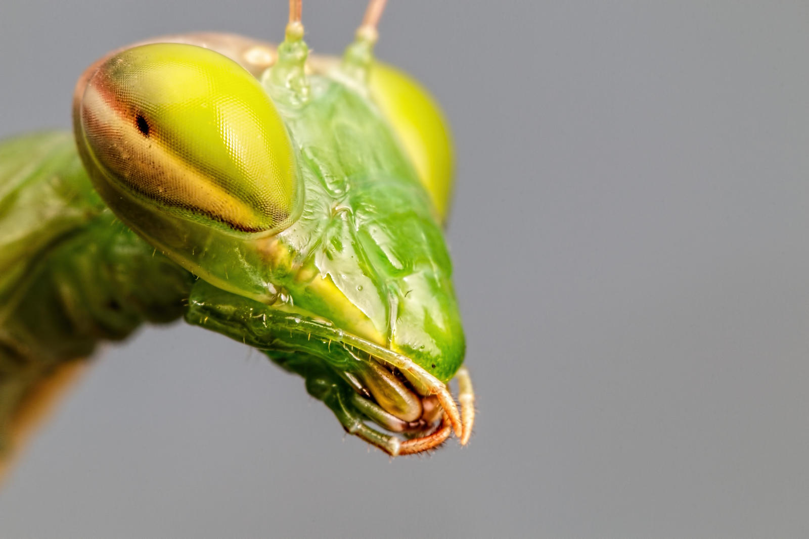 Mantis Portrait I