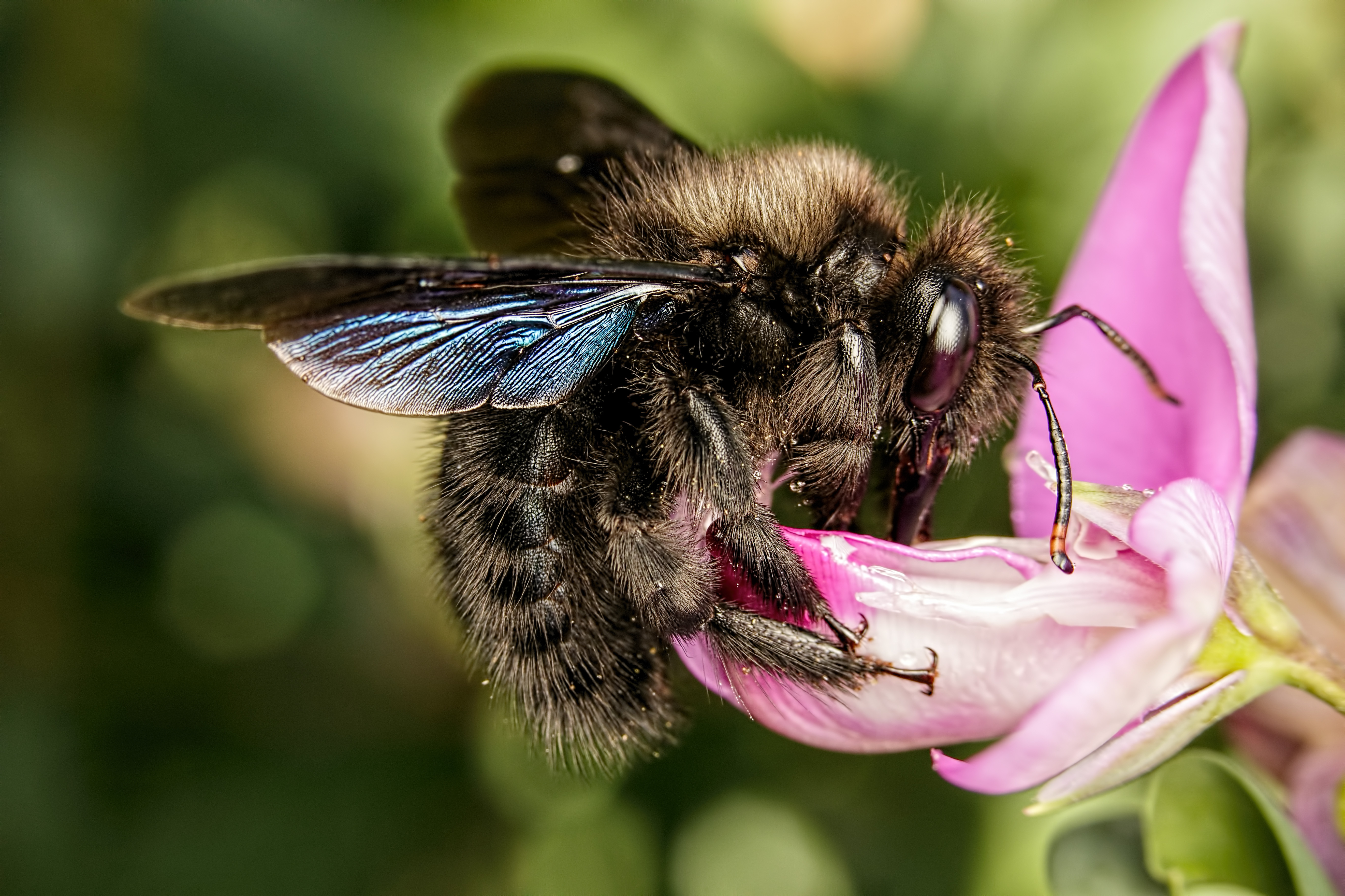 Violet Carpenter Bee II