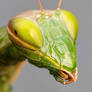 Mantis Portrait II