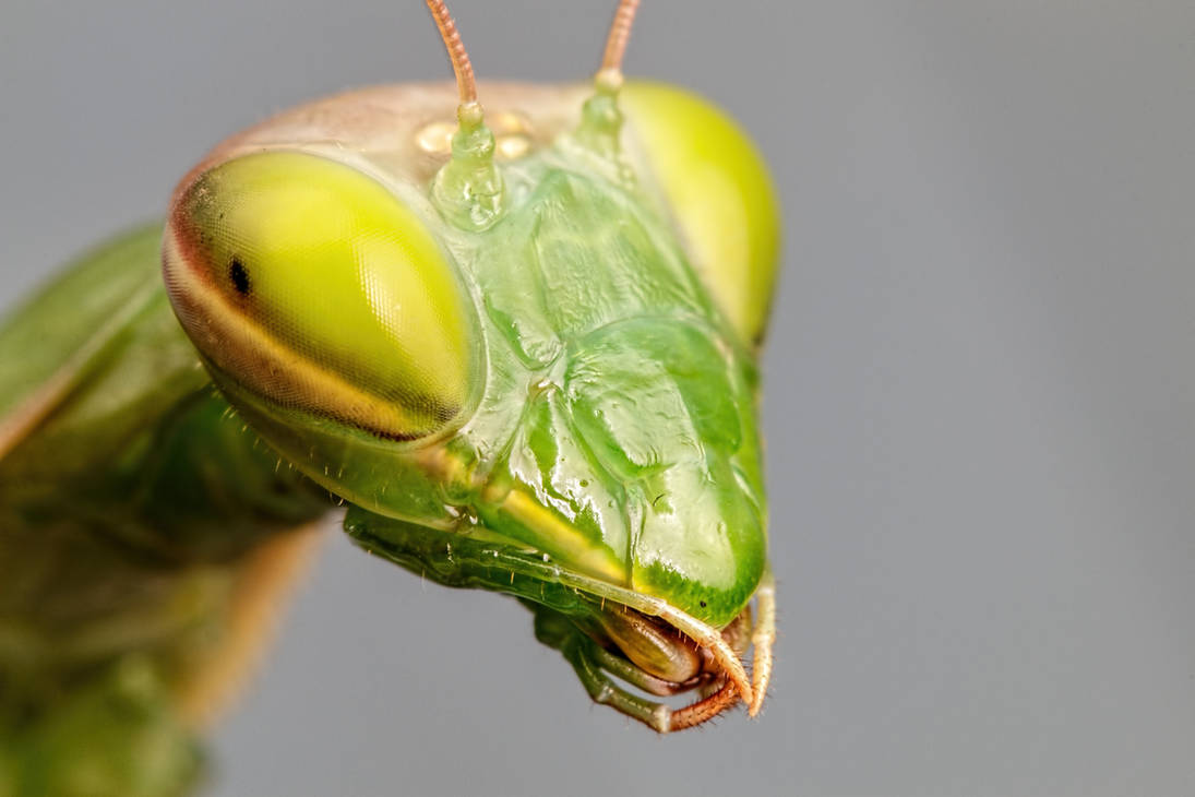 Mantis Portrait II
