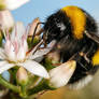 First Bumblebee of 2016