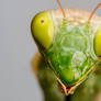 Mantis Portrait III
