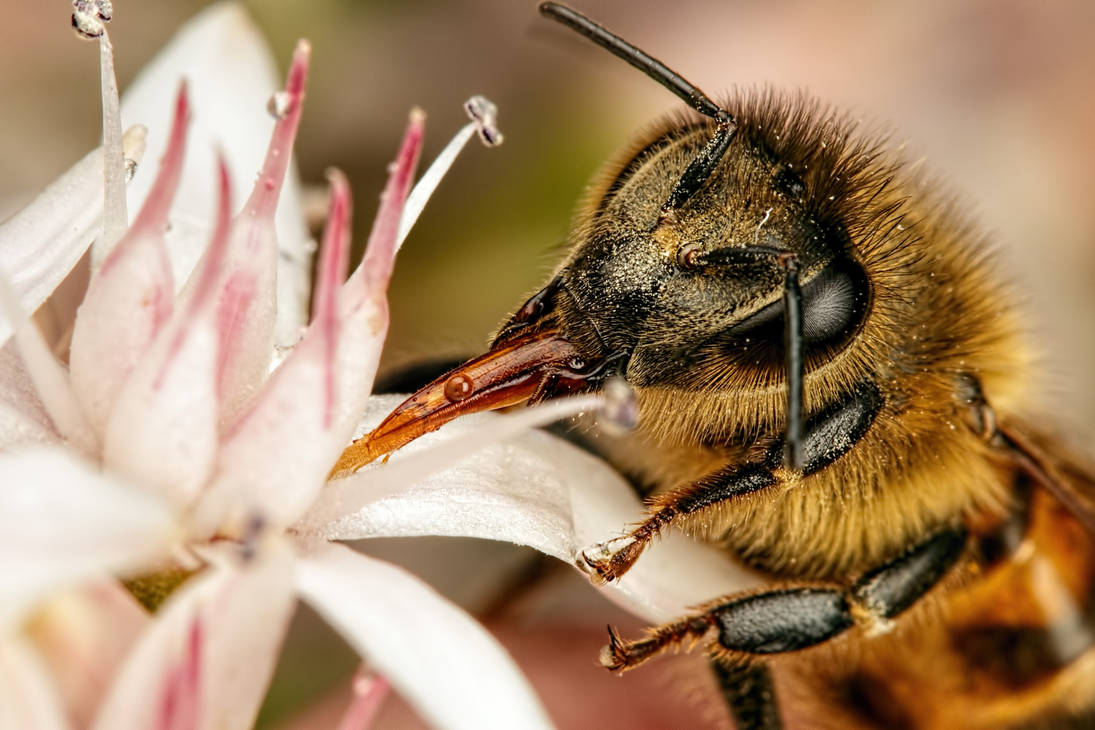 Feeding Honeybee V by dalantech Feeding Honeybee V by dalantech