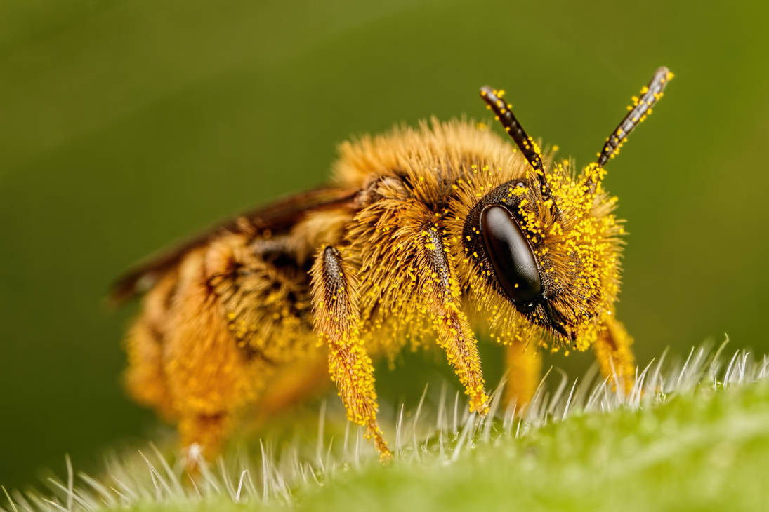 Pollen Covered Pollinator by dalantech on DeviantArt
