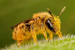 Pollen Covered Pollinator by dalantech