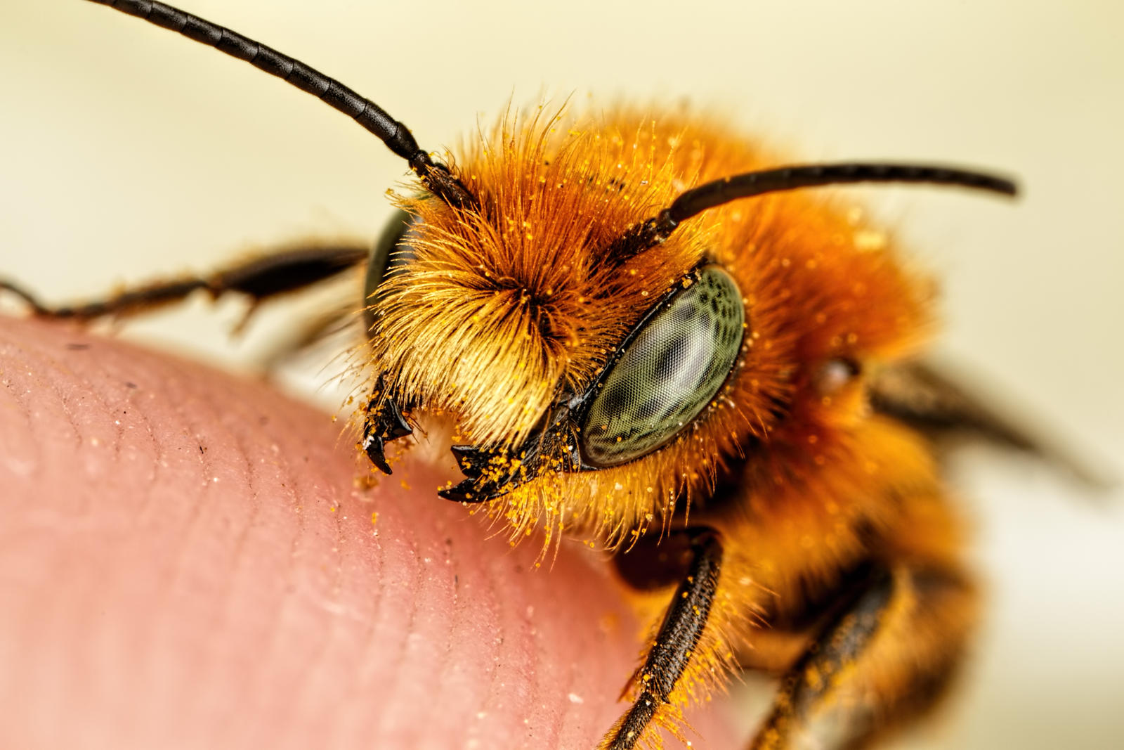 Newborn Red Mason Bee I