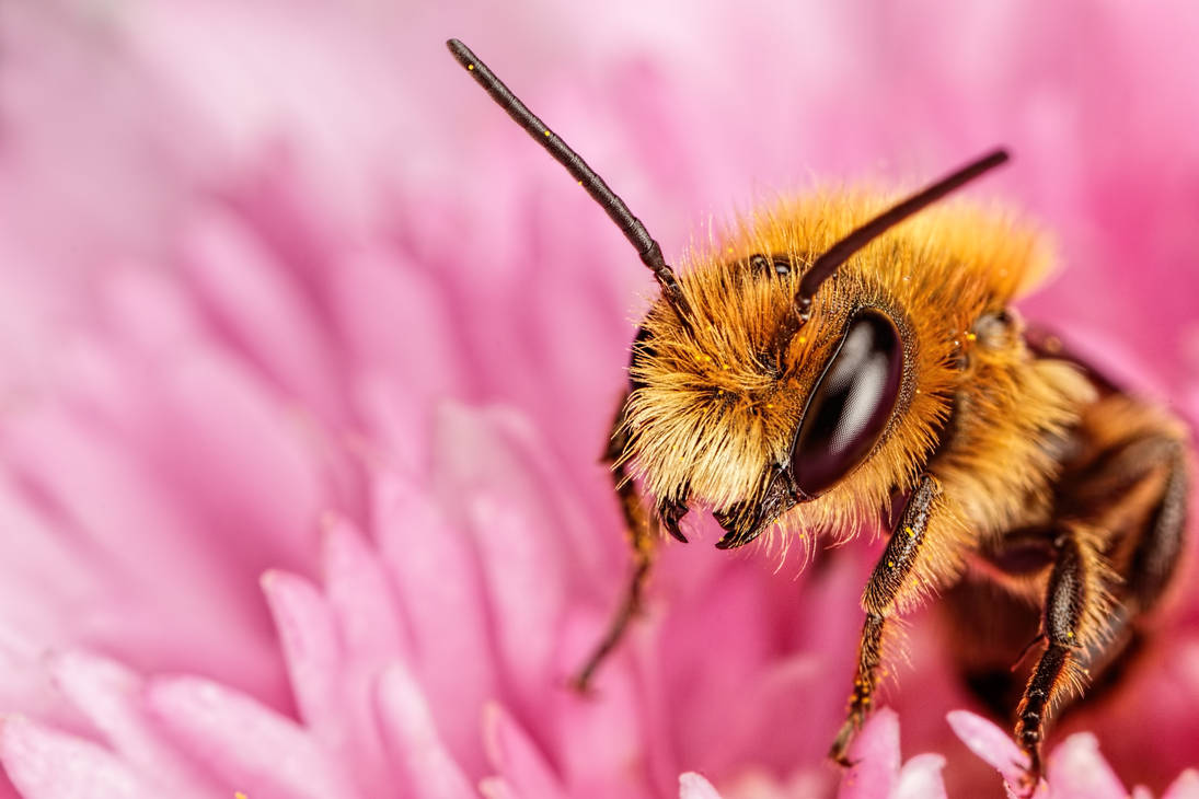 Red Mason Bee by dalantech on DeviantArt