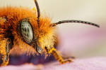 Newborn Blue Mason Bee IV by dalantech