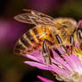 Feeding Honeybee