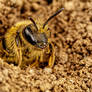 Nesting Miner Bee