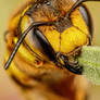 European Wool Carder Bee V