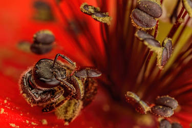 Sweat Nee Gathering Poppy Pollen