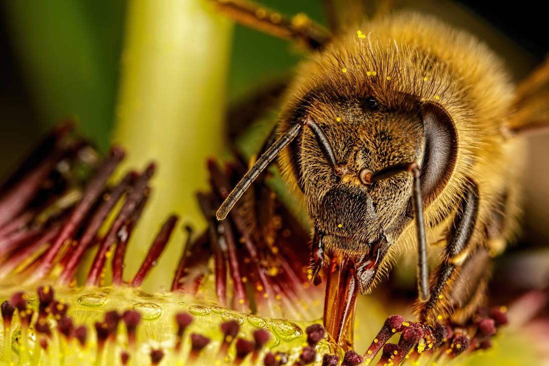 Honeybee in a Passion Flower by dalantech