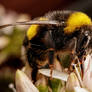 Feeding Bumblebee