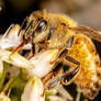 Feeding Honeybee