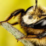 Mason Bee VI