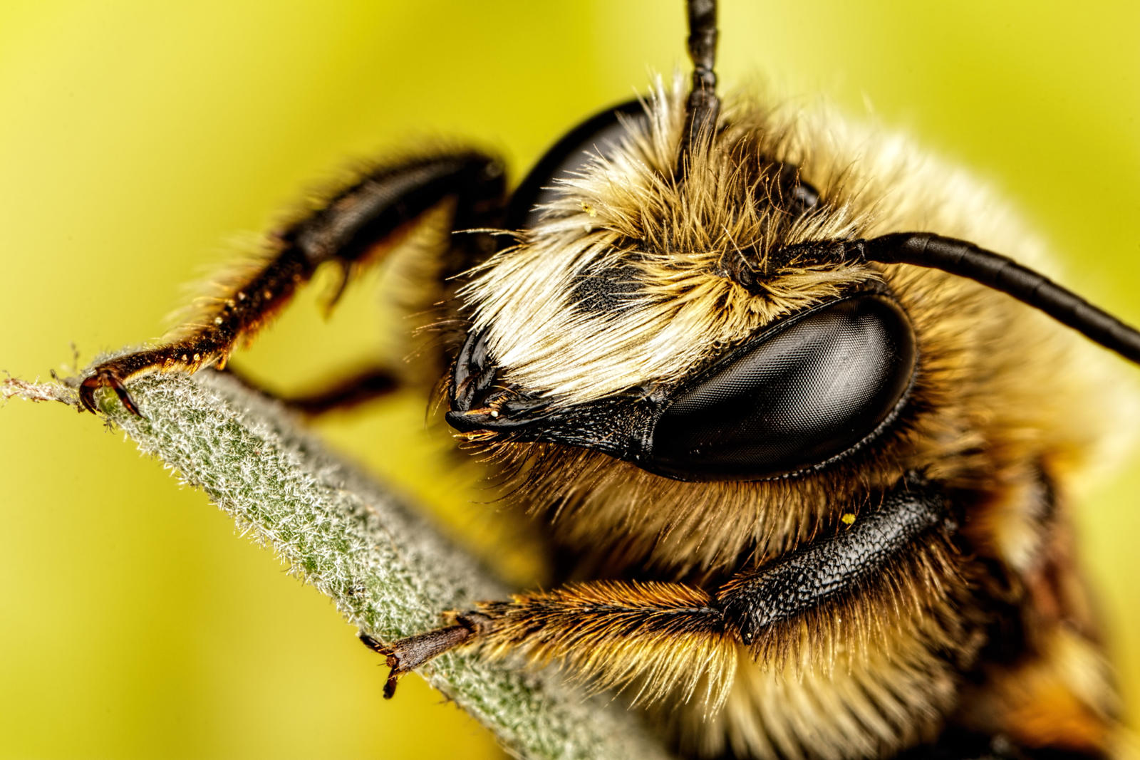 Mason Bee VI