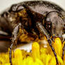 Feeding Chafer Beetle II