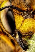 European Carder Bee III