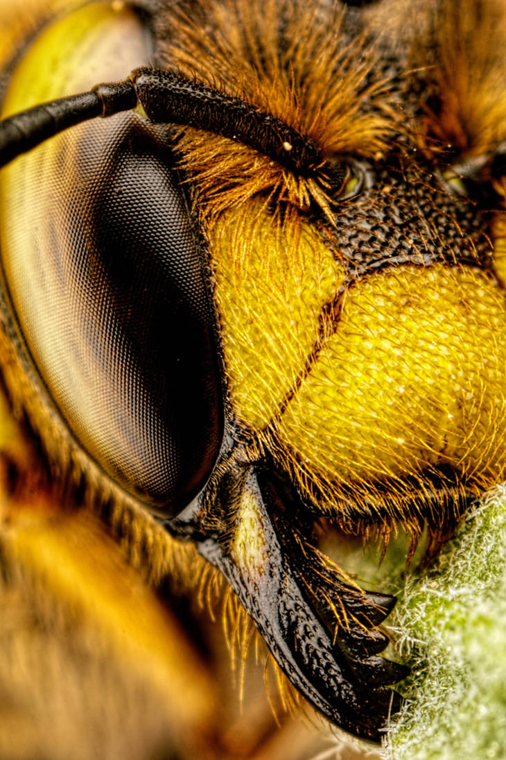 European Carder Bee III by dalantech