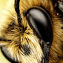 Mason Bee VII