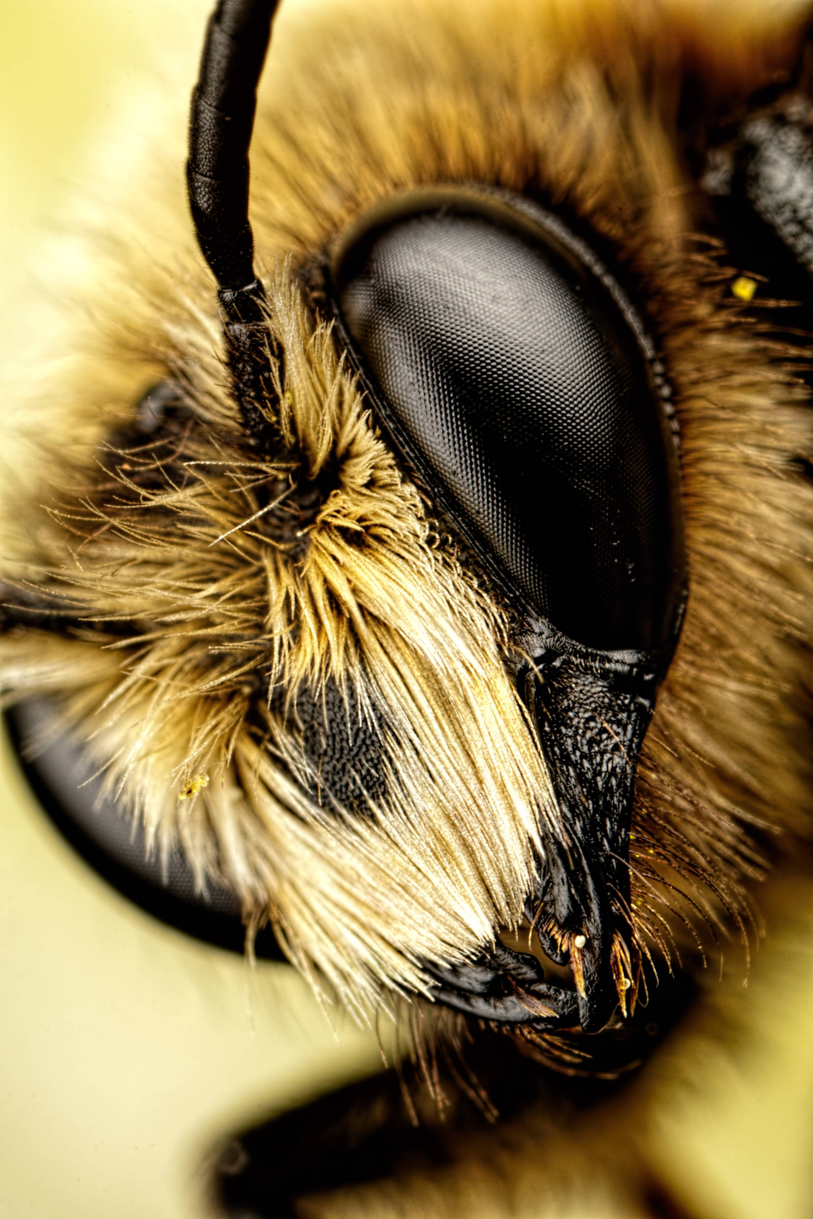 Mason Bee VII by dalantech