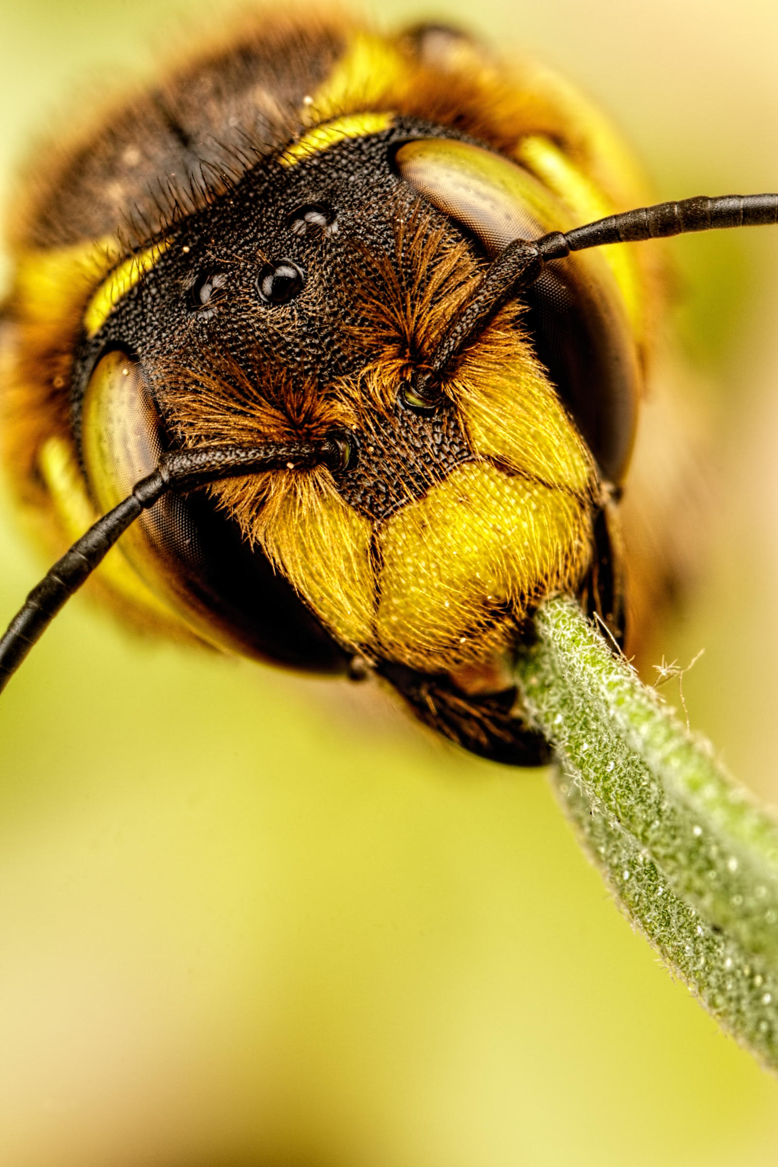 European Carder Bee IV by dalantech