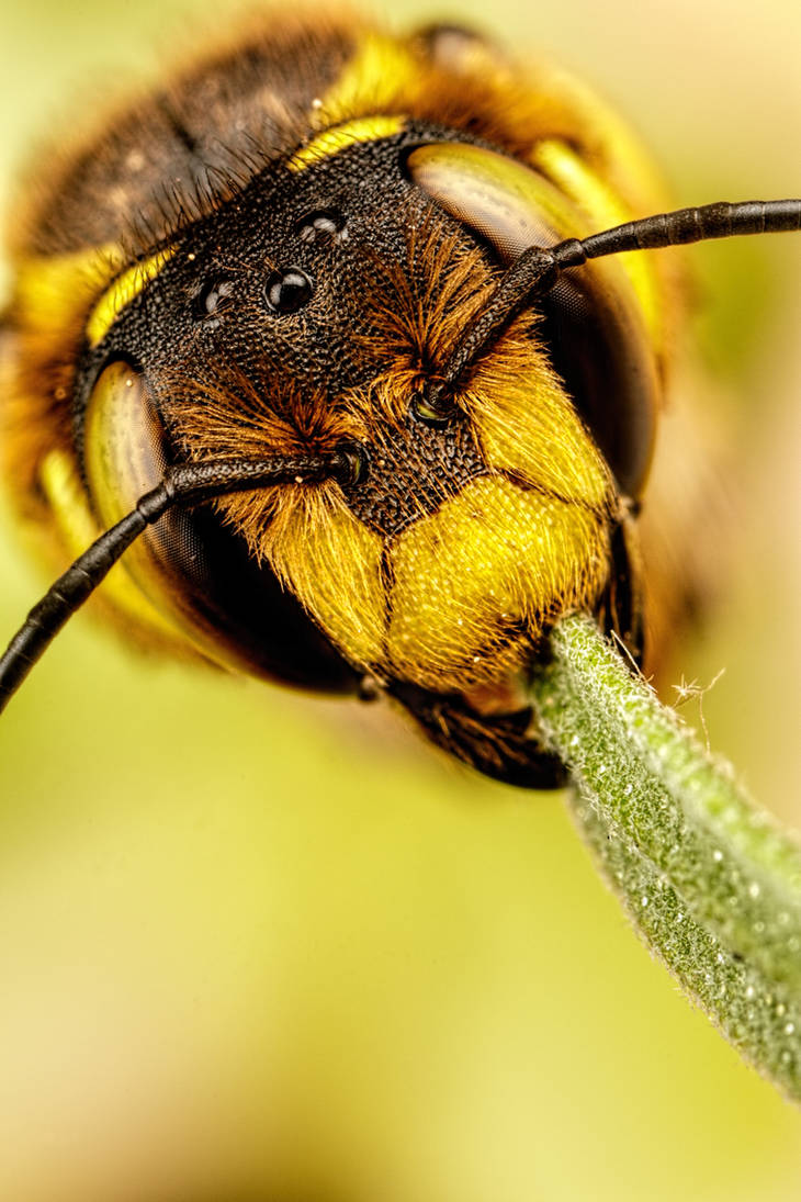 European Carder Bee IV by dalantech