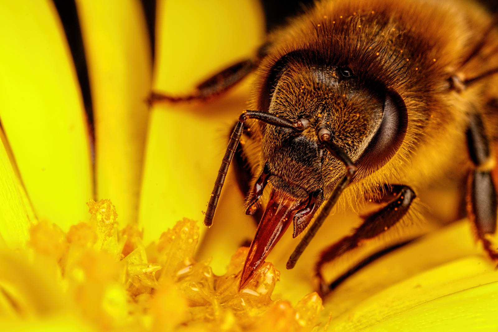Feeding Honeybee V by dalantech